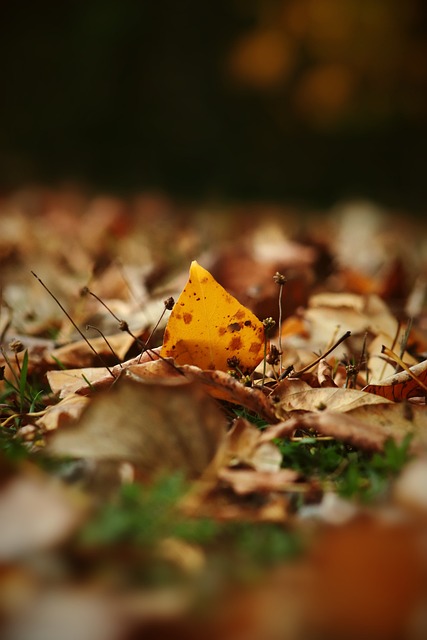 永远的科皇！拜仁在对阵圣保利赛前为科曼补办告别仪式