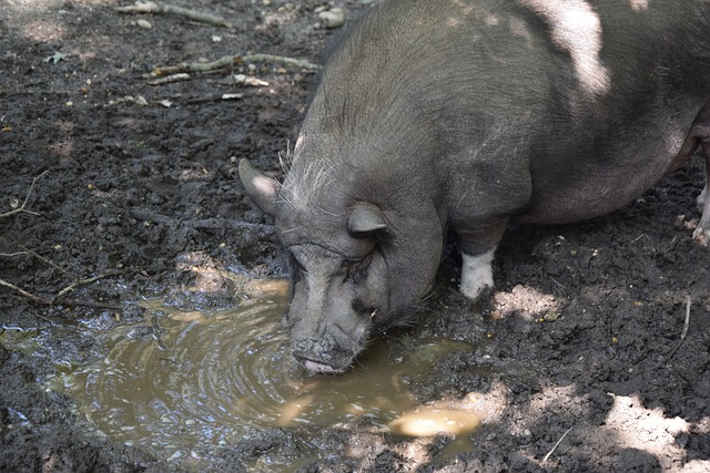 梅西的偶像艾马尔，他的足球水平到底有多强？